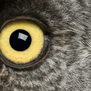 portrait-of-great-grey-owl-or-lapland-owl-strix-n-2021-08-26-18-02-20-utc-scaled.jpg